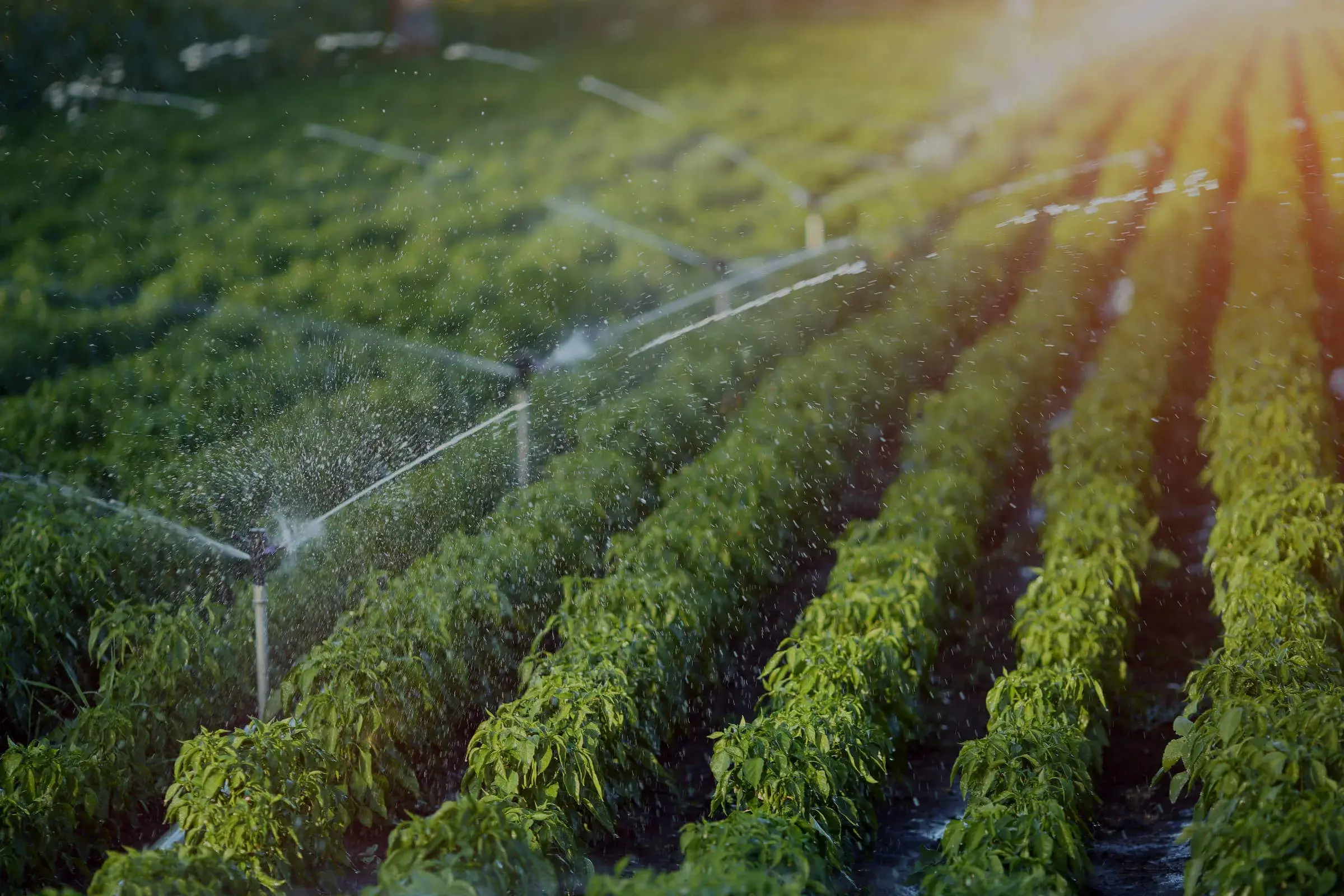 close up of sprinklers on crops